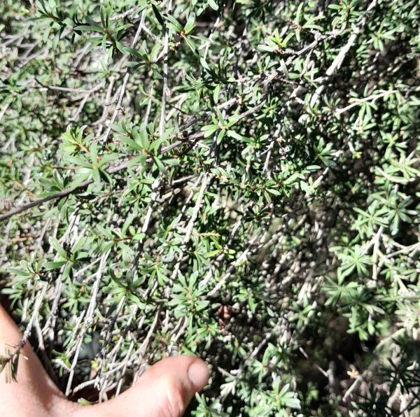 manuka-leaves-kahikatea-farm-nursery