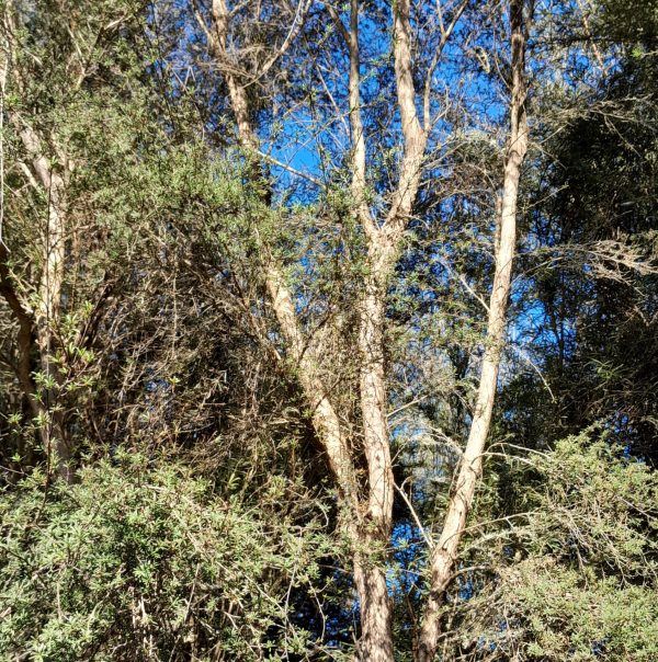 manuka-tree-kahikatea-farm-nursery