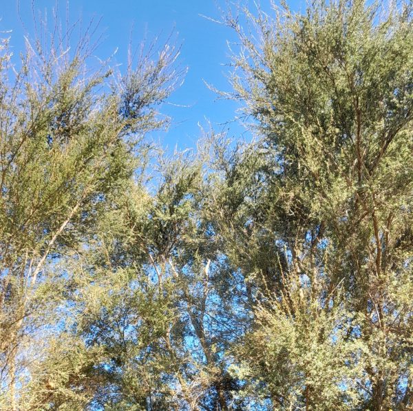 manuka-trees-kahikatea-farm-nursery