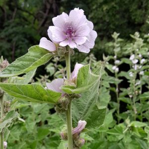 marshmallow-flowers-plant-kahikatea-farm-nursery
