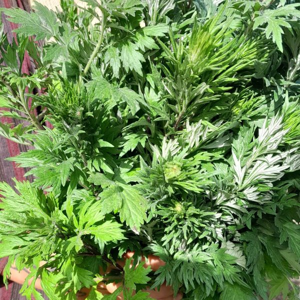 mugwort-leaves-kahikatea-farm-nursery