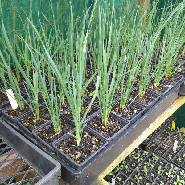 multiplying-leeks-plants-kahikatea-farm-nursery