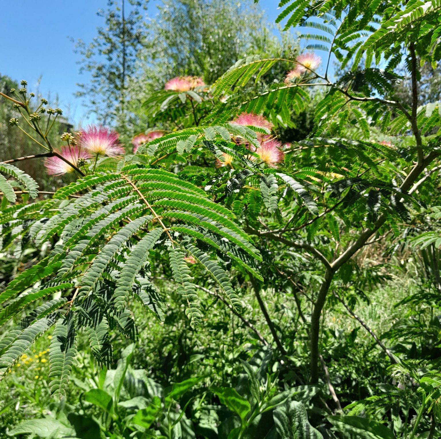 Persian Silk Tree - Kahikatea Farm Certified Organic Nursery and ...