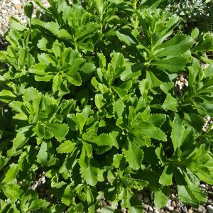 russian-stonecrop-kahikatea-farm-nursery