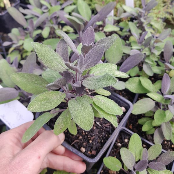 sage-purple-plant-kahikatea-farm-nursery