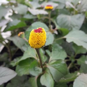 szechuan-button-purple-flower-toothache-plant-acmella-kahikatea-farm-nursery