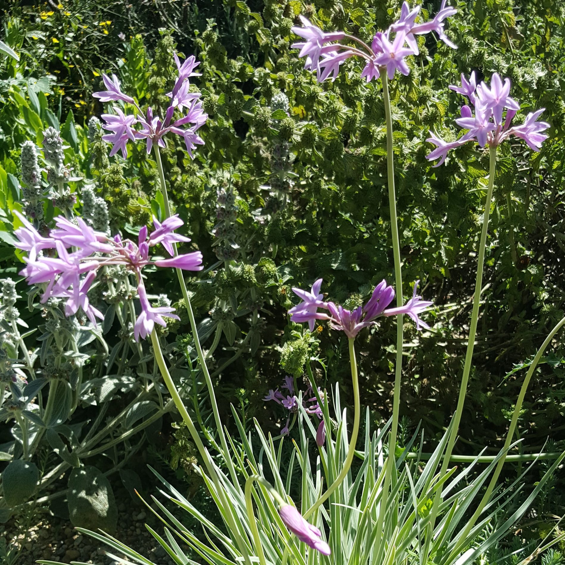 society-garlic-flower-kahikatea-farm