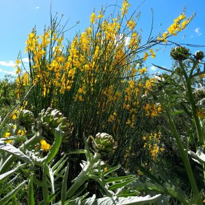 spanish-broom-kahikatea-farm-food-forest