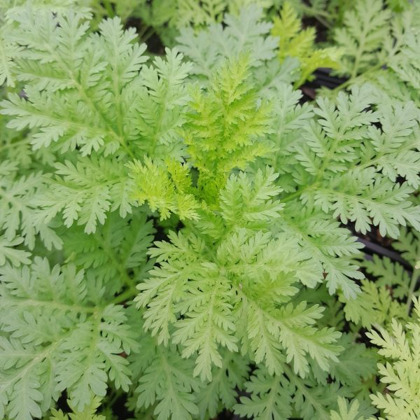 sweet-annie-plants-kahikatea-farm