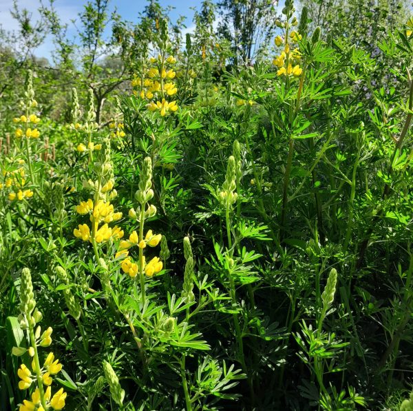Tree Lupin - Kahikatea Farm Certified Organic Nursery and Permaculture Farm