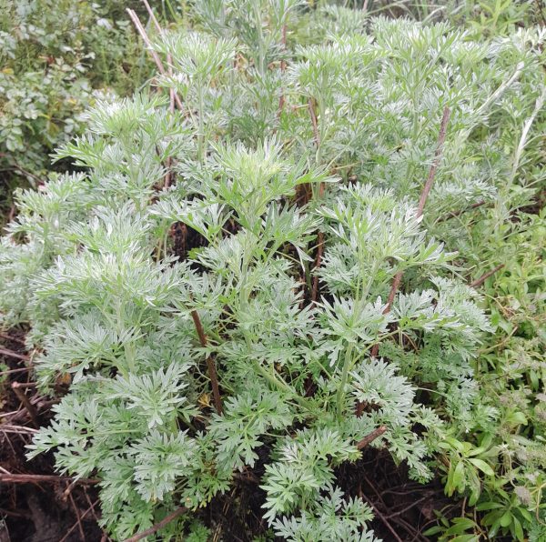 wormwood-kahikatea-farm