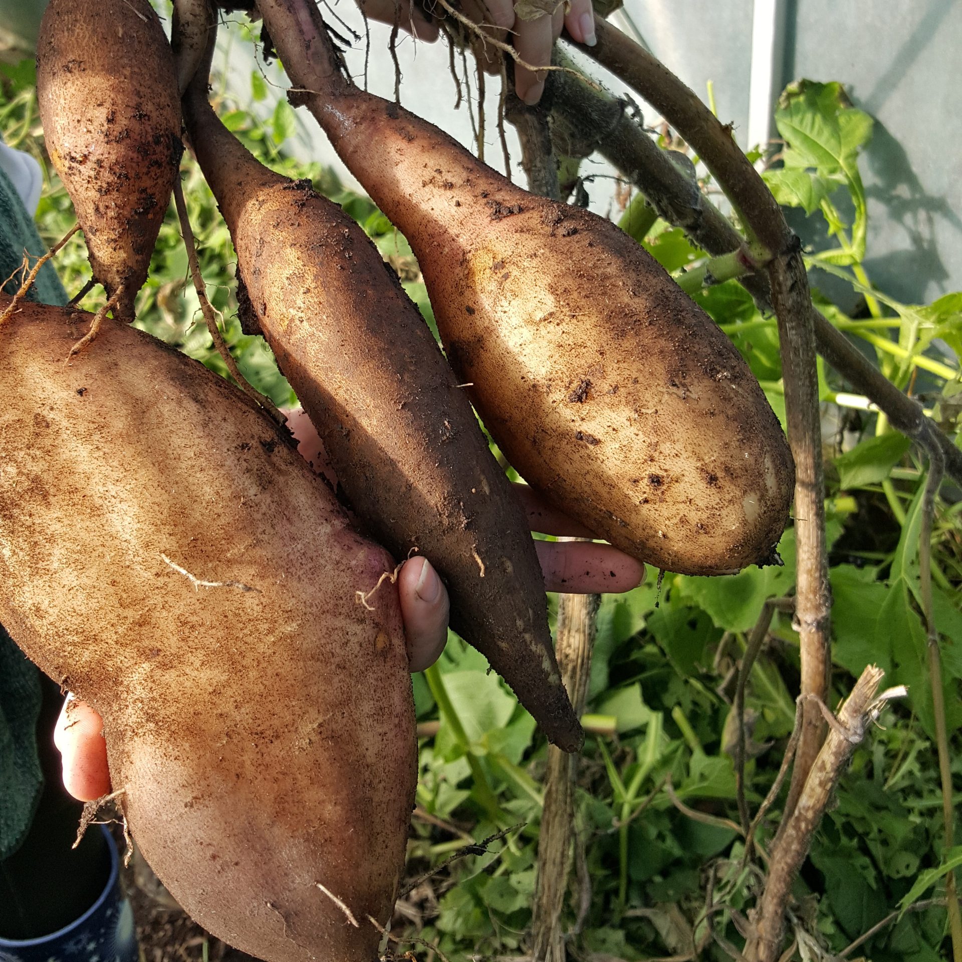 yacon-tubers-kahikatea-farm