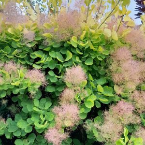 smokebush-cotinus-flowers