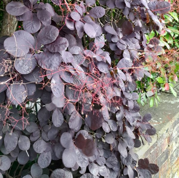smokebush-cotinus-purple-seeding