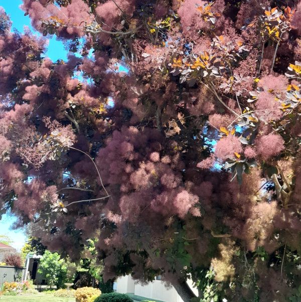 smokebush-cotinus-purple-tree