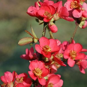 chaenomeles-speciosa