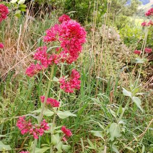 false-valerian-pretty-betsy-kahikatea-farm