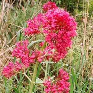 false-valerian-pretty-betsy-kahikatea-farm
