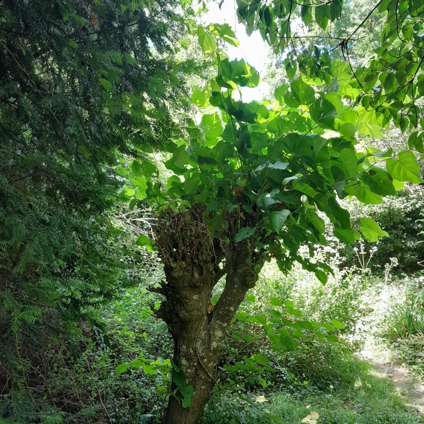 Tilia-cordata-pollarded-ART-kahikatea-farm