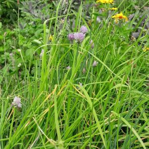 chives-kahikatea-farm