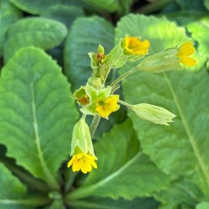 cowslip-primula-veris-kahikatea-farm-nursery