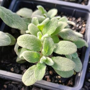 dwarf-lambs-ears-stachys-silky-fleece-kahikatea-farm