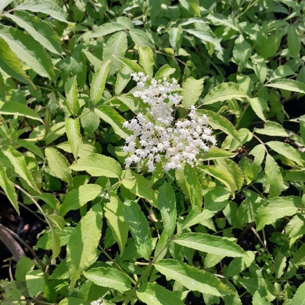 elder-plant-flower-kahikatea-farm-nursery