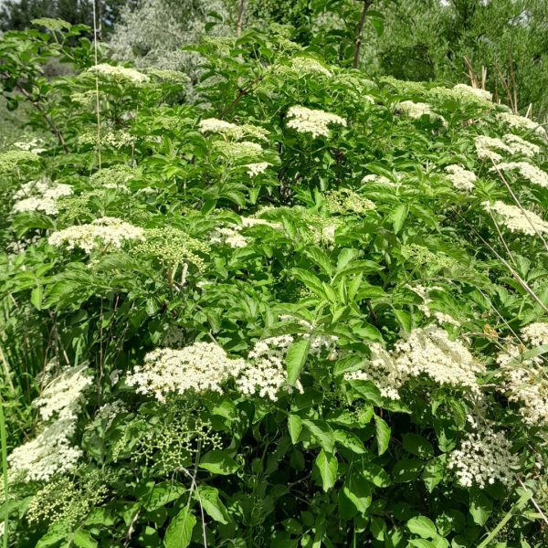 elder-flower-plant-kahikatea-farm-food-forest