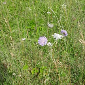 field-scabious-surrey-kahikatea-farm