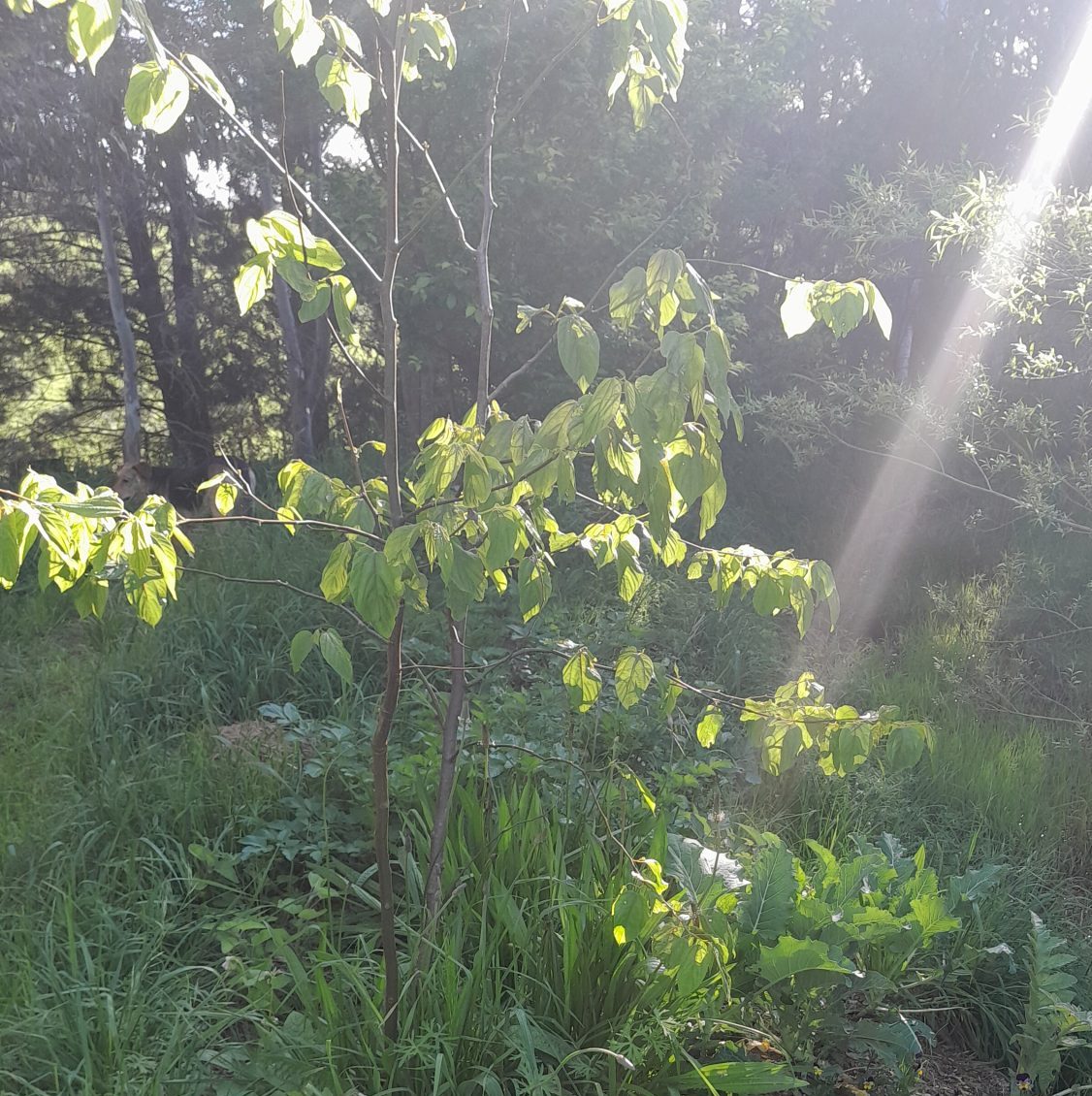 japanese-raisin-tree-food-forest-kahikatea-farm