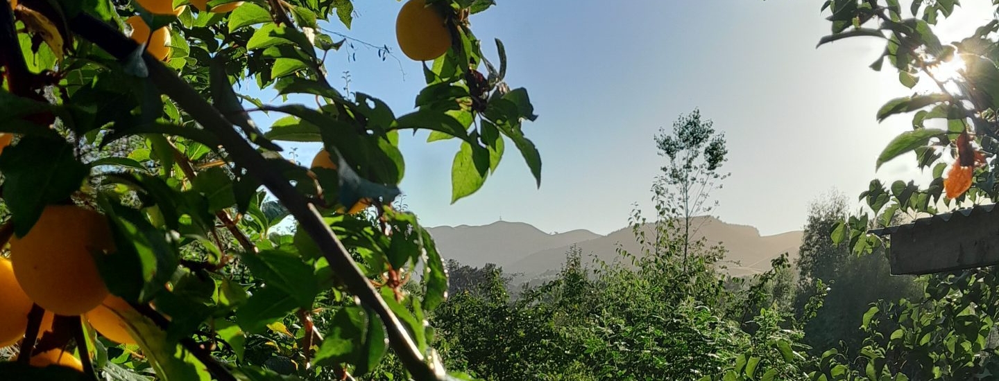 kahikatea-farm-food-forest-plums