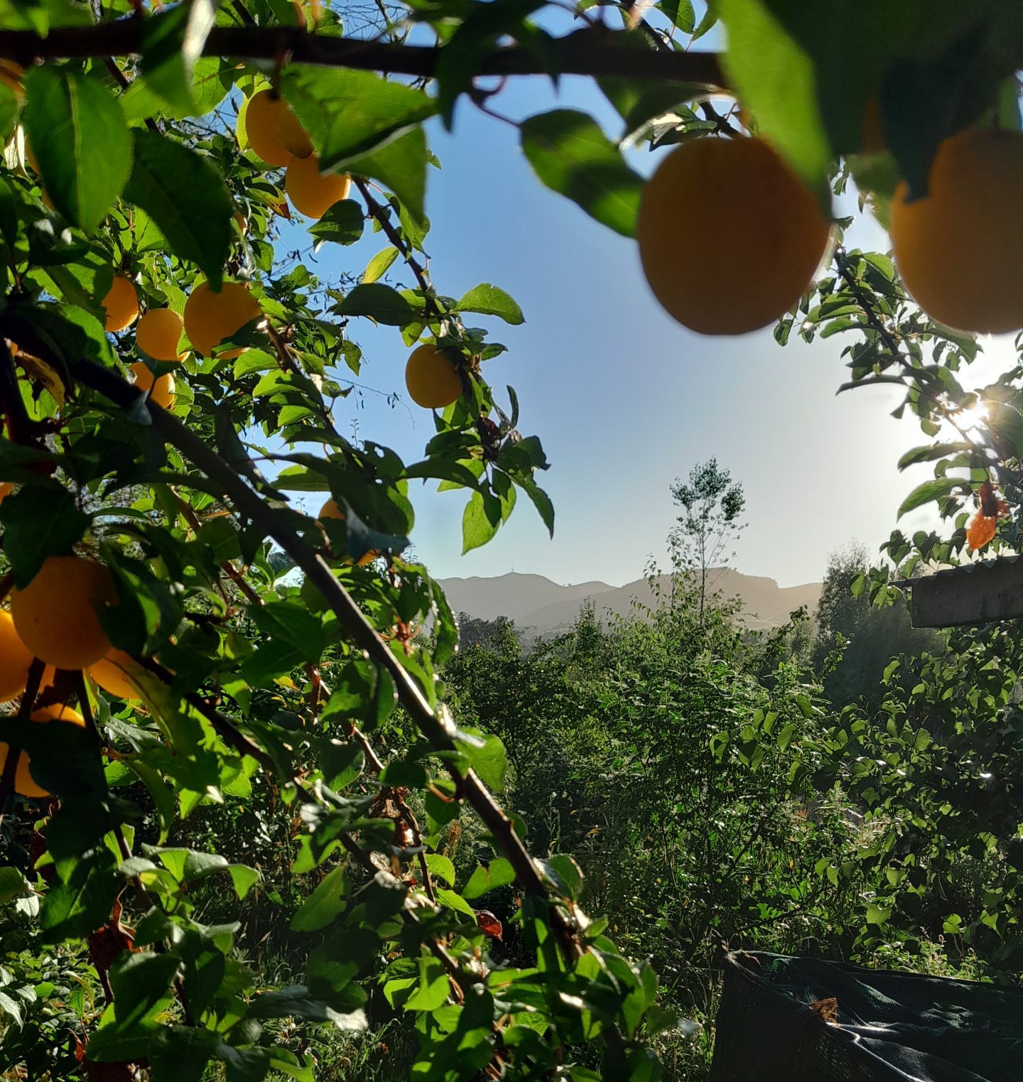 kahikatea-farm-food-forest-plums