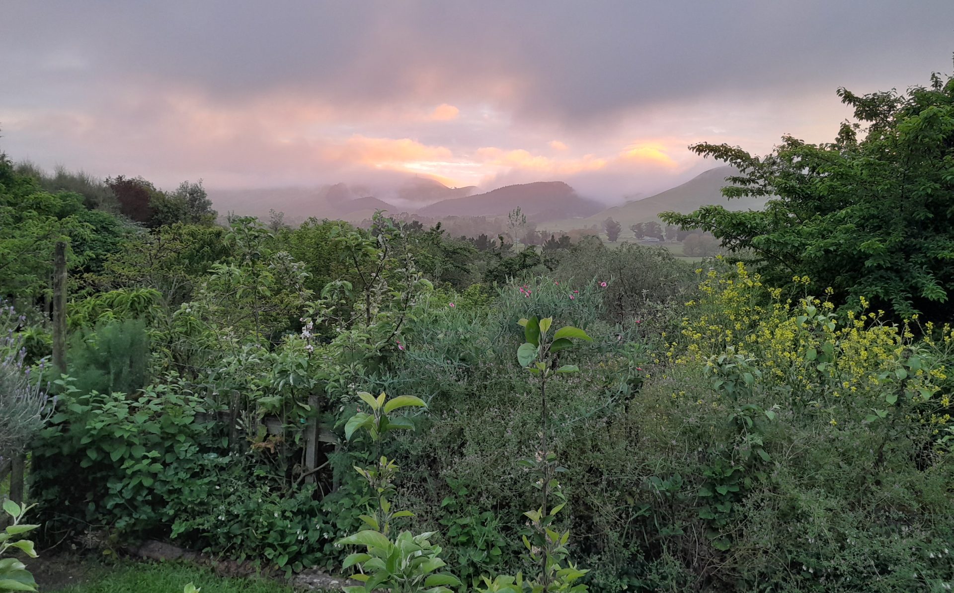 kahikatea-farm-food-forest-view