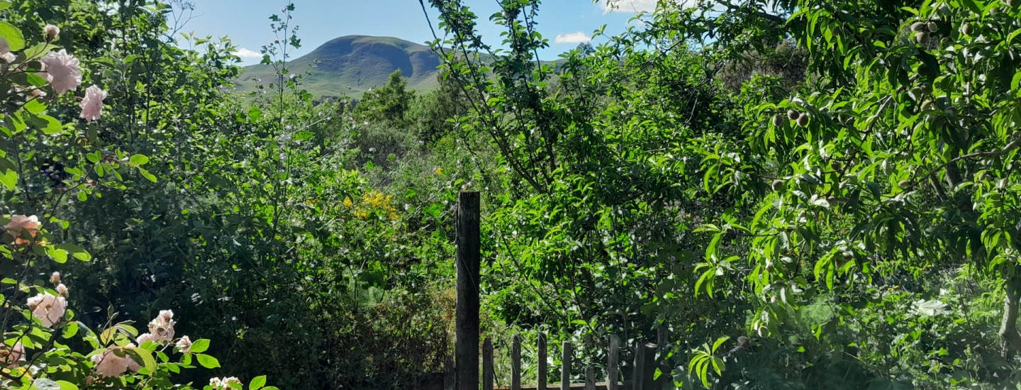kahikatea-farm-hills-food-forest