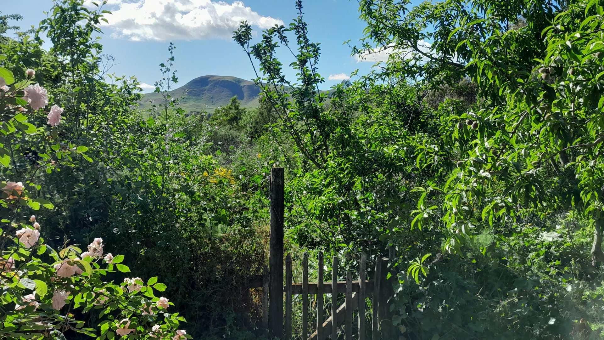 kahikatea-farm-hills-food-forest