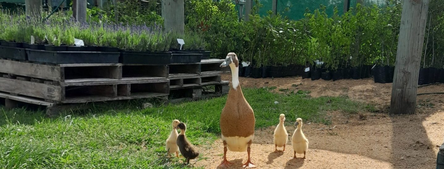 kahikatea-farm-nursery-ducks