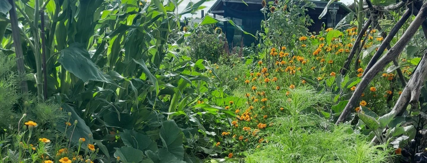 kahikatea-farm-nursery-vegetable-garden