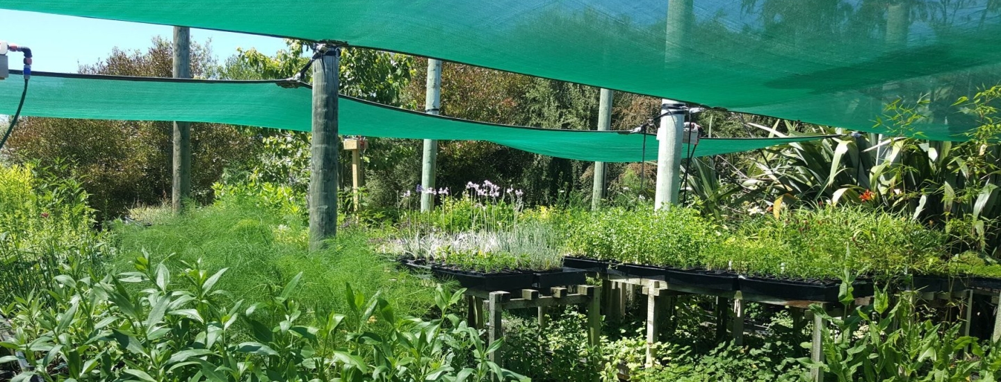 kahikatea-farm-perennial-vehetables-medicinal-herbs-nursery