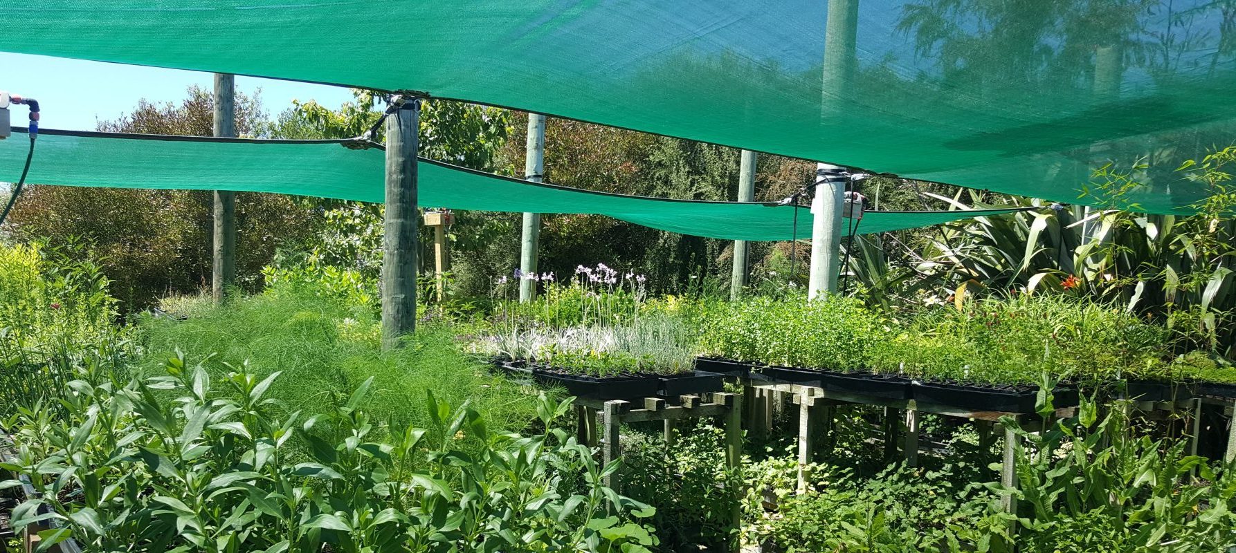 kahikatea-farm-perennial-vehetables-medicinal-herbs-nursery