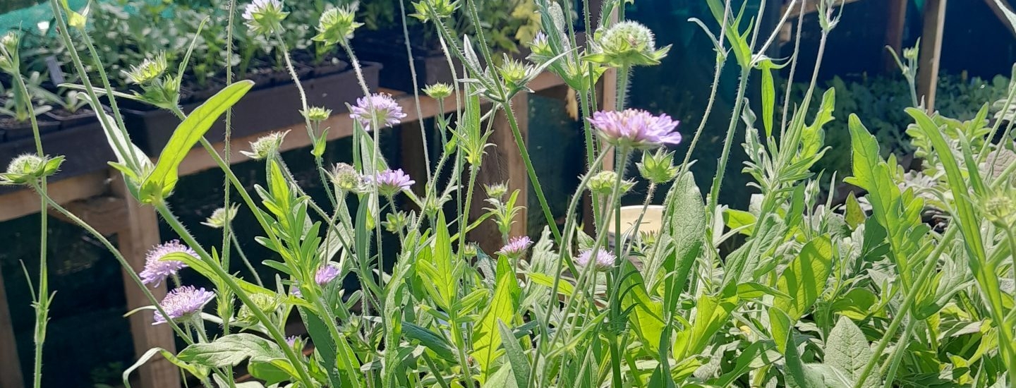 kahikatea-farm-pollinator-plants-bees-nursery