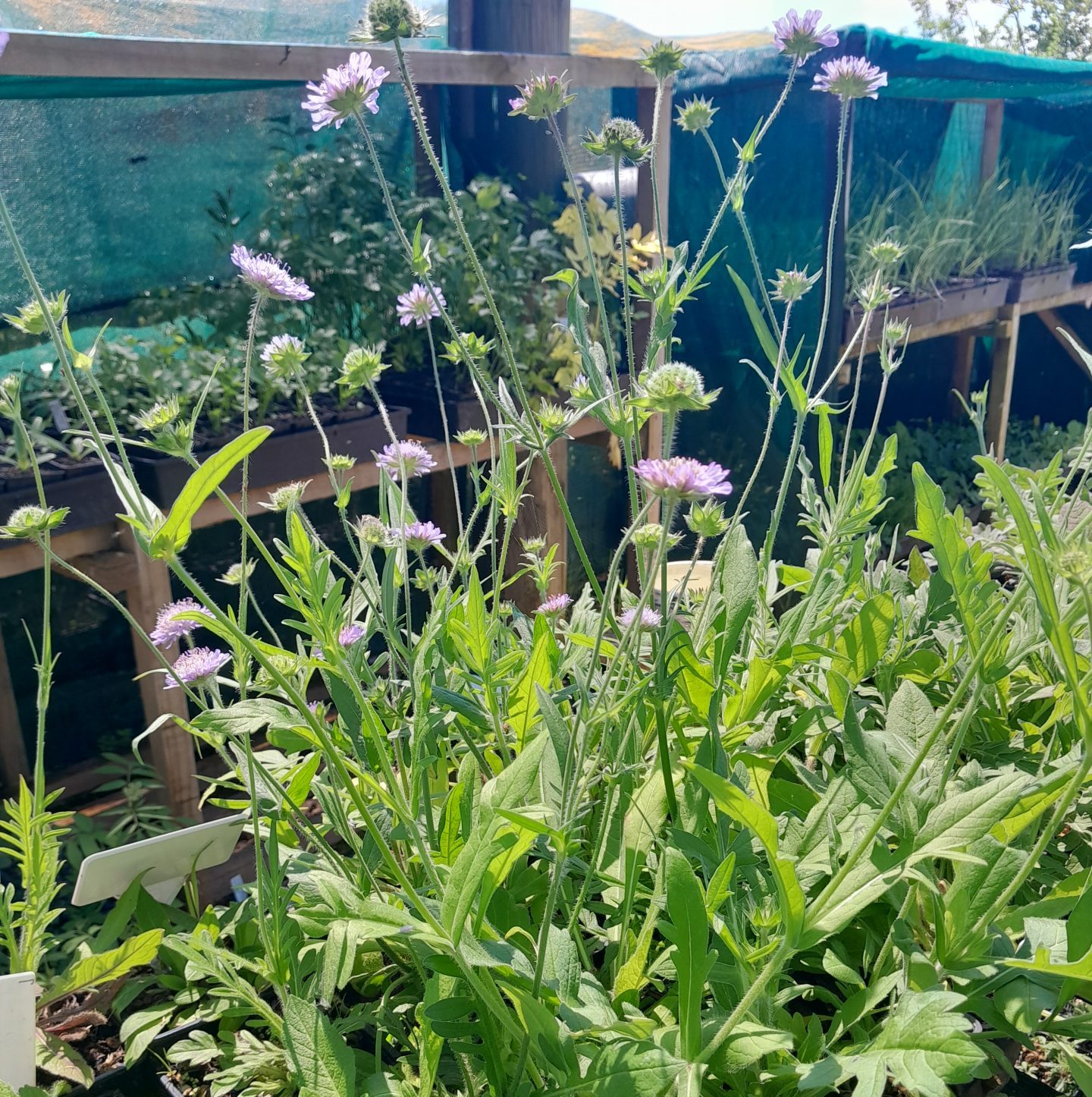 kahikatea-farm-pollinator-plants-bees-nursery
