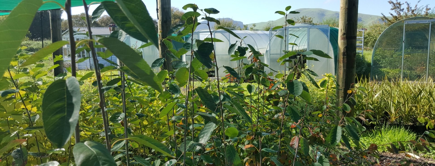 kahikatea-farm-tree-area-nursery