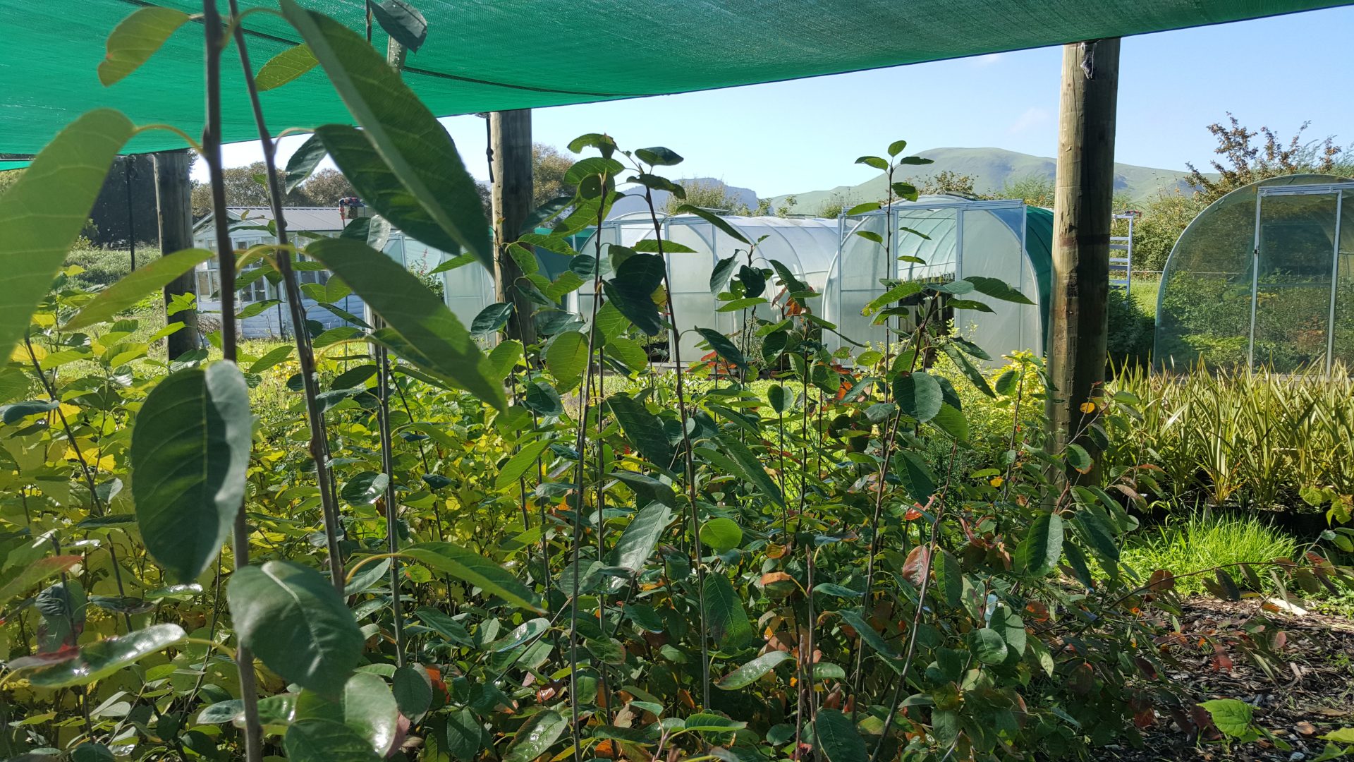 kahikatea-farm-tree-area-nursery