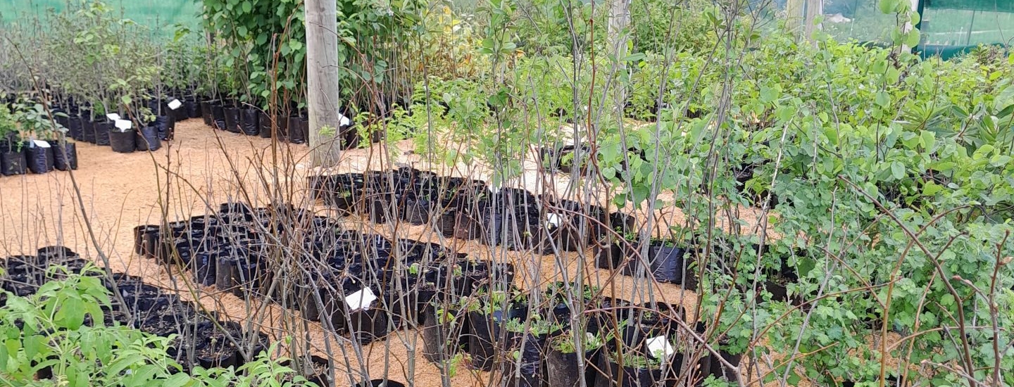 kahikatea-farm-tree-nursery