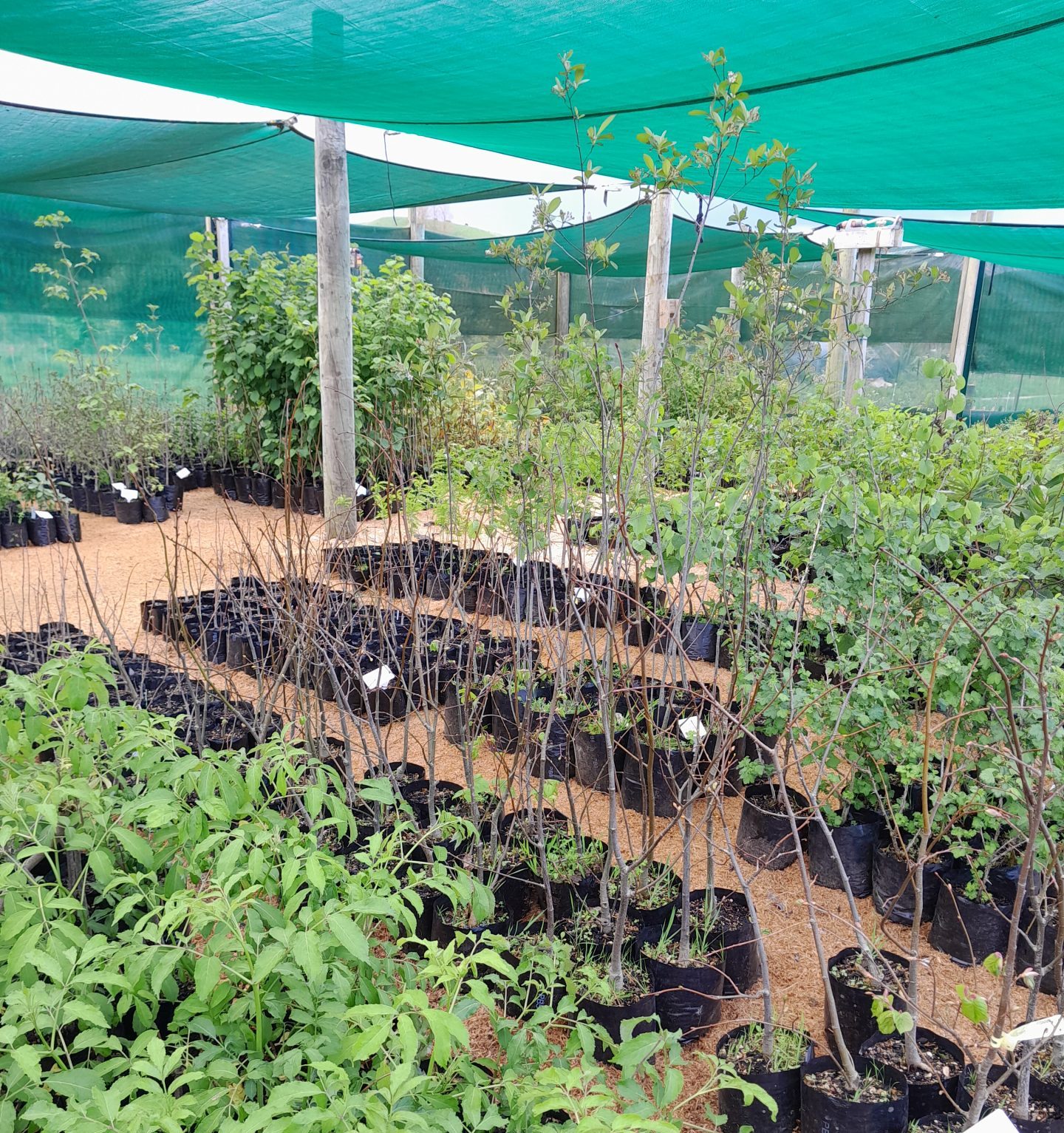 kahikatea-farm-tree-nursery