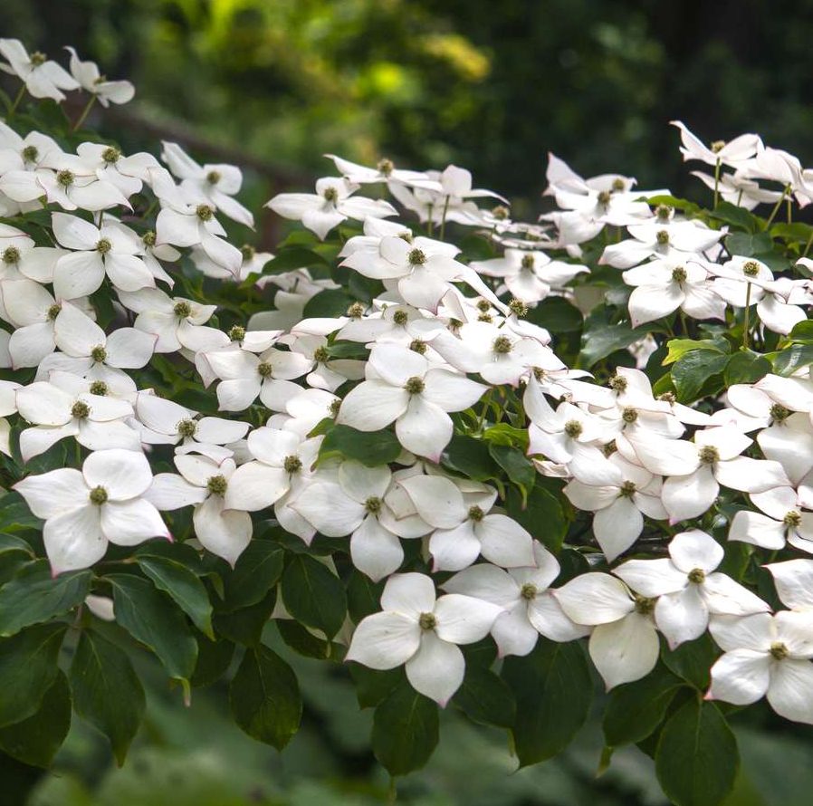 kousa-dogwood-cornus-kousa-chinensis-flowers