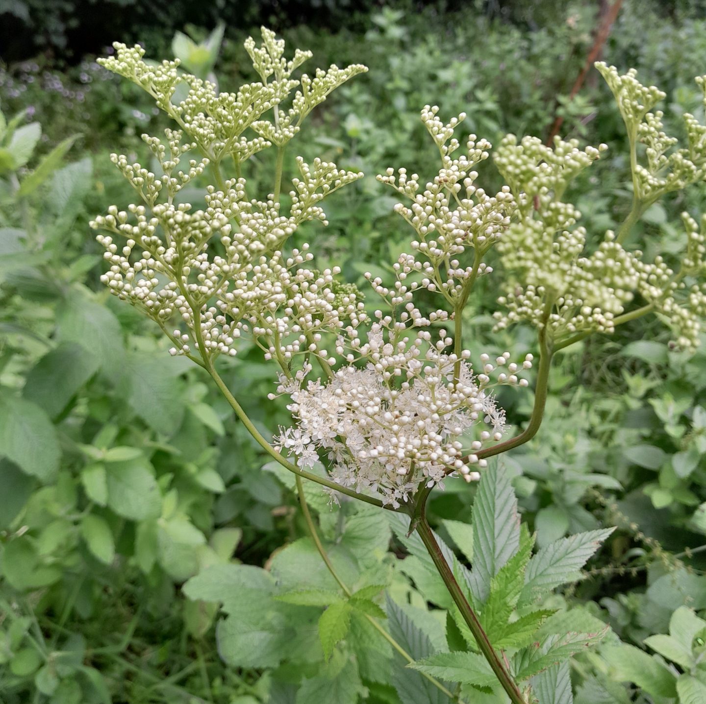 meadowsweet-kahikatea-farm