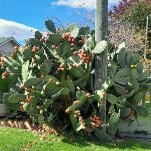 opuntia-prickly-pear-hastings-kahikatea-farm