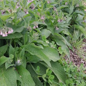 russian-comfrey-flowering-kahikatea-farm-food-forest