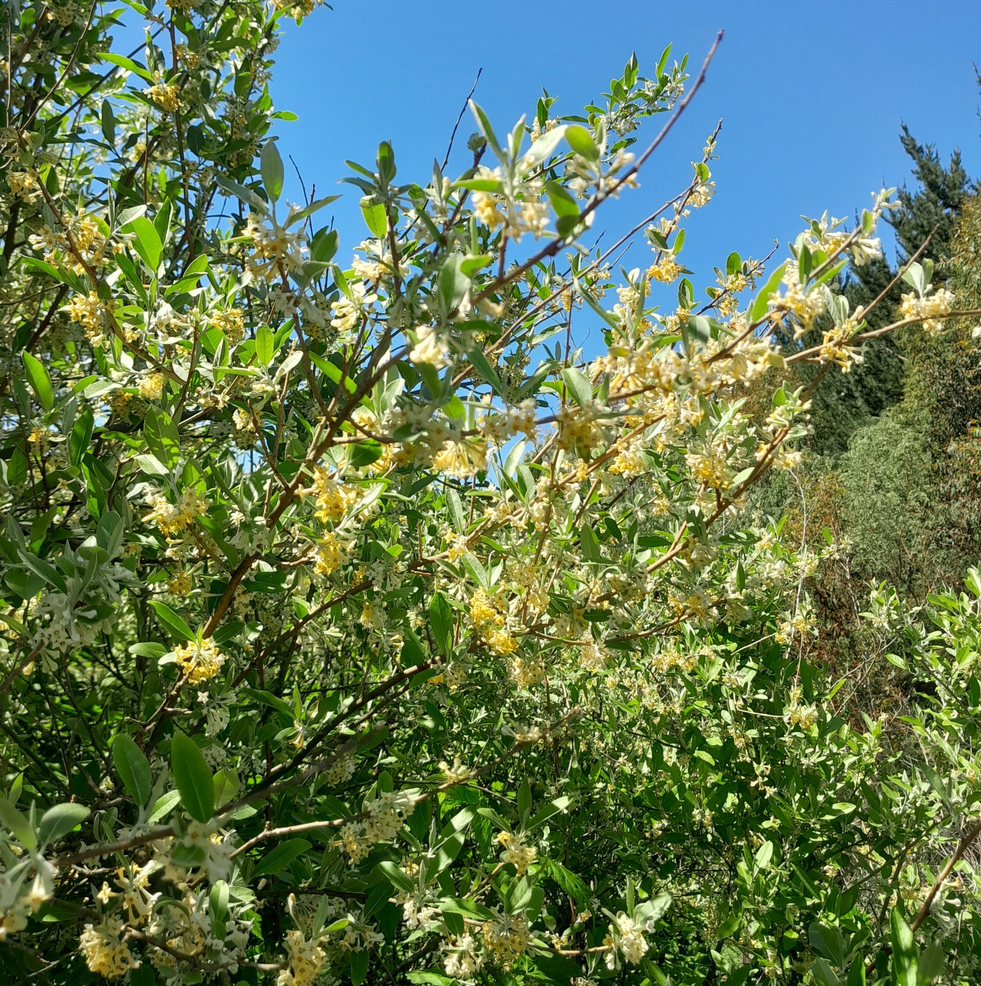 russian-olive-blossom-kahikatea-farm-food-forest